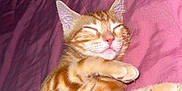 Simba participe au concours pour gagner de l'argent avec cette photo : animal, cat, cozy, cute, domestic_cat, feline, fur, indoor, kitten, mammal, orange_tabby, paw, pet, pink_blanket, relaxed, resting, sleeping, small_animal, whiskers, young