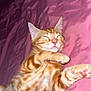 animal, cat, cozy, cute, domestic_cat, feline, fur, indoor, kitten, mammal, orange_tabby, paw, pet, pink_blanket, relaxed, resting, sleeping, small_animal, whiskers, young