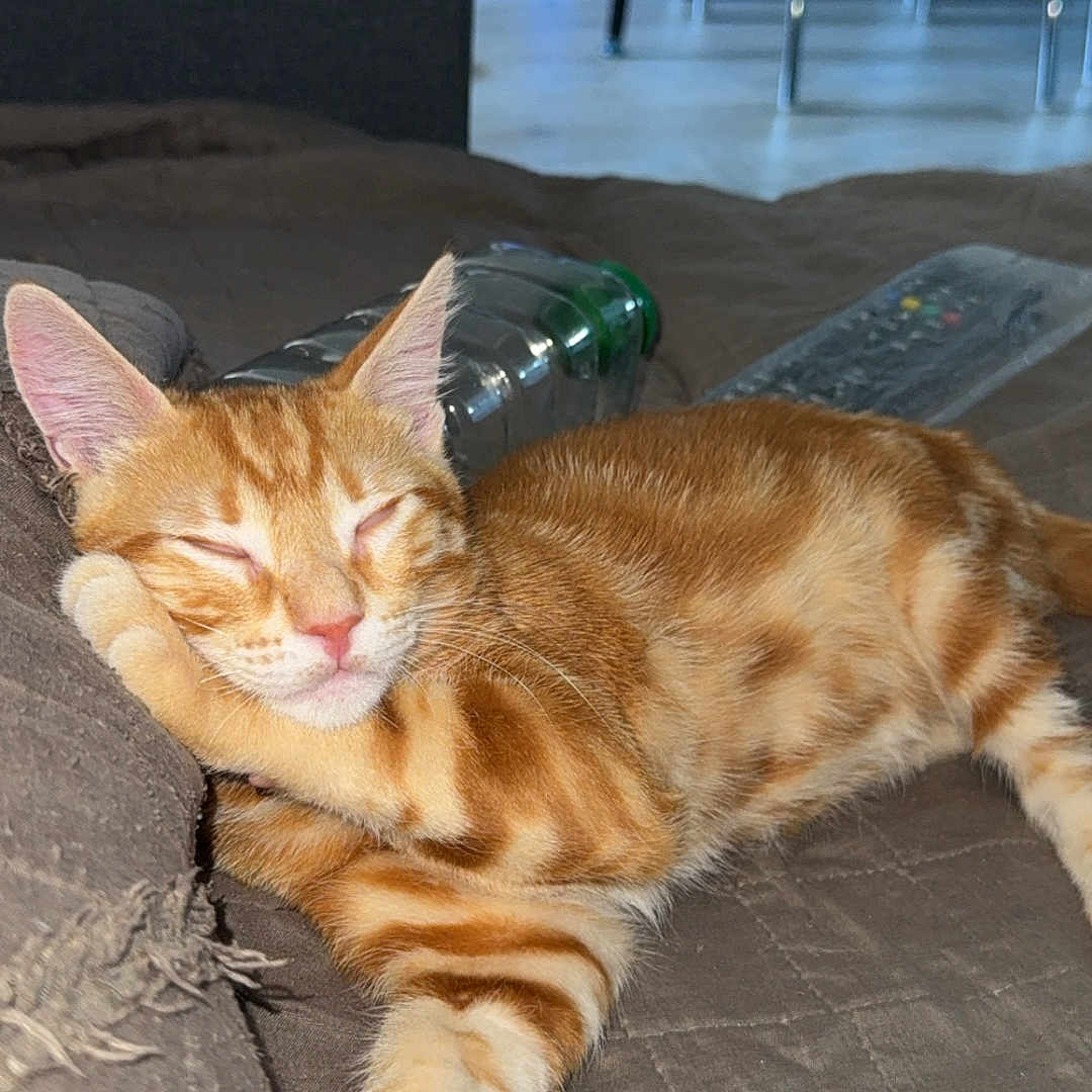 Simba a rejoint le concours — aidez-le/la à gagner de superbes lots ! animal, cat, closeup, cozy, cute, domestic_cat, feline, indoor, kitten, orange_tabby, paw, pet, pink_nose, quilted_blanket, relaxed, resting, sleeping, soft_fur, striped, whiskers
