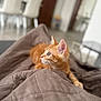 Simba a rejoint le concours — aidez-le/la à gagner de superbes lots ! animal, blurred_background, brown, cat, cozy, curious, cute, domestic, eyes, feline, fur, indoor, kitten, orange_tabby, pet, quilt, resting, soft, whiskers, young