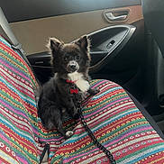 Cola is registered to the contest to win money with this photo: animal, black_and_white, car_door, car_interior, collar, colorful, curious, dog, domestic_animal, indoors, leash, leash_chain, patterned, pet, seat_cover, seatbelt, sitting, small_dog, trees, window