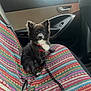 animal, black_and_white, car_door, car_interior, collar, colorful, curious, dog, domestic_animal, indoors, leash, leash_chain, patterned, pet, seat_cover, seatbelt, sitting, small_dog, trees, window