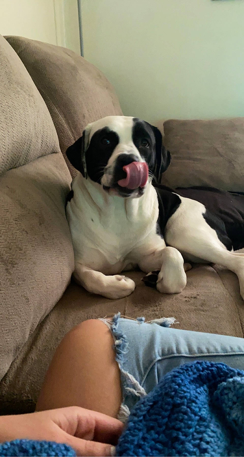 Bella is registered to the contest to win money with this photo: bored, canidae, carnivore, collar, comfort, companion_dog, couch, dog, dog_breed, dog_collar, fawn, flooring, fur, grey, linens, snout, sporting_group, whiskers, window, working_animal