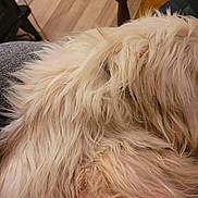 Pourchi participe au concours pour gagner de l'argent avec cette photo : dog, fluffy, fur, close_up, indoor, wood_floor, furniture, lap, pet, animal, beige, soft, relaxed, resting, domestic, companion, cozy, home, texture, blurred_background