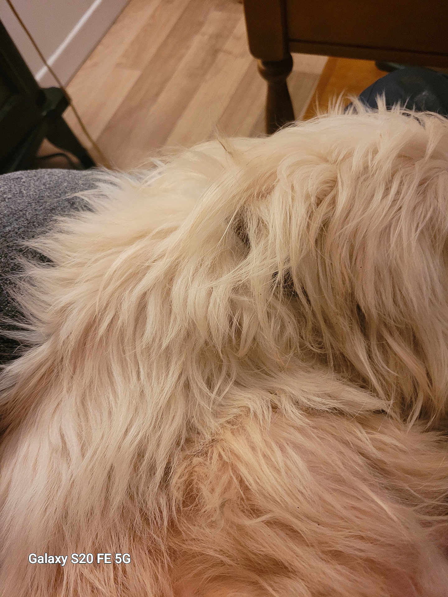 Pourchi participe au concours pour gagner de l'argent avec cette photo : dog, fluffy, fur, close_up, indoor, wood_floor, furniture, lap, pet, animal, beige, soft, relaxed, resting, domestic, companion, cozy, home, texture, blurred_background