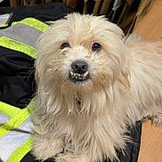 Pourchi participe au concours pour gagner de l'argent avec cette photo : animal, black, canine, cardboard_boxes, close_up, cream_color, cute, dog, eyes, floor, fur, indoor, jacket, laying_down, pet, scruffy, smiling, teeth, tongue_hidden, yellow