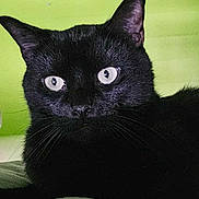 Leo is registered to the contest to win money with this photo: cat, black_cat, animal, pet, feline, portrait, close_up, indoors, bed, blanket, green_background, black_fur, blue_eyes, eyes, ears, whiskers, sitting, lying_down, alert, photography