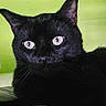 cat, black_cat, animal, pet, feline, portrait, close_up, indoors, bed, blanket, green_background, black_fur, blue_eyes, eyes, ears, whiskers, sitting, lying_down, alert, photography