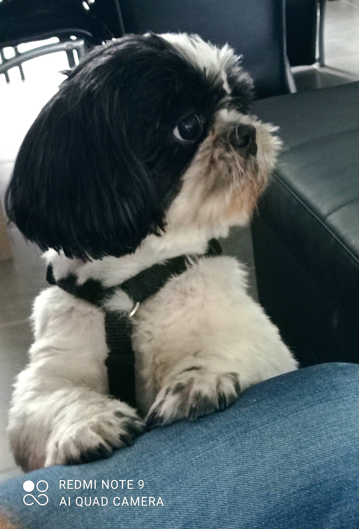 Idylle a rejoint le concours — aidez-le/la à gagner de superbes lots ! canidae, carnivore, comfort, companion_dog, dog, dog_breed, fawn, fur, liver, mal_shi, maltepoo, non_sporting_group, shih_poo, shih_tzu, small_terrier, snout, sporting_group, terrestrial_animal, toy_dog, working_animal