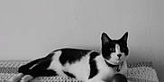 Sally is registered to the contest to win money with this photo: cat, black_and_white, pet, indoor, blanket, ball, relaxed, feline, collar, texture, resting, animal, domestic, cute, lying_down, monochrome, calm, curious, close_up, home