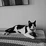 cat, black_and_white, pet, indoor, blanket, ball, relaxed, feline, collar, texture, resting, animal, domestic, cute, lying_down, monochrome, calm, curious, close_up, home
