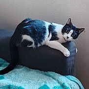 Sally joined the competition — help win amazing prizes! cat, black_and_white, couch, blanket, indoor, pet, animal, feline, curious, clinging, wide_eyes, tail, fur, whiskers, paw, resting, home, cozy, armrest, wall