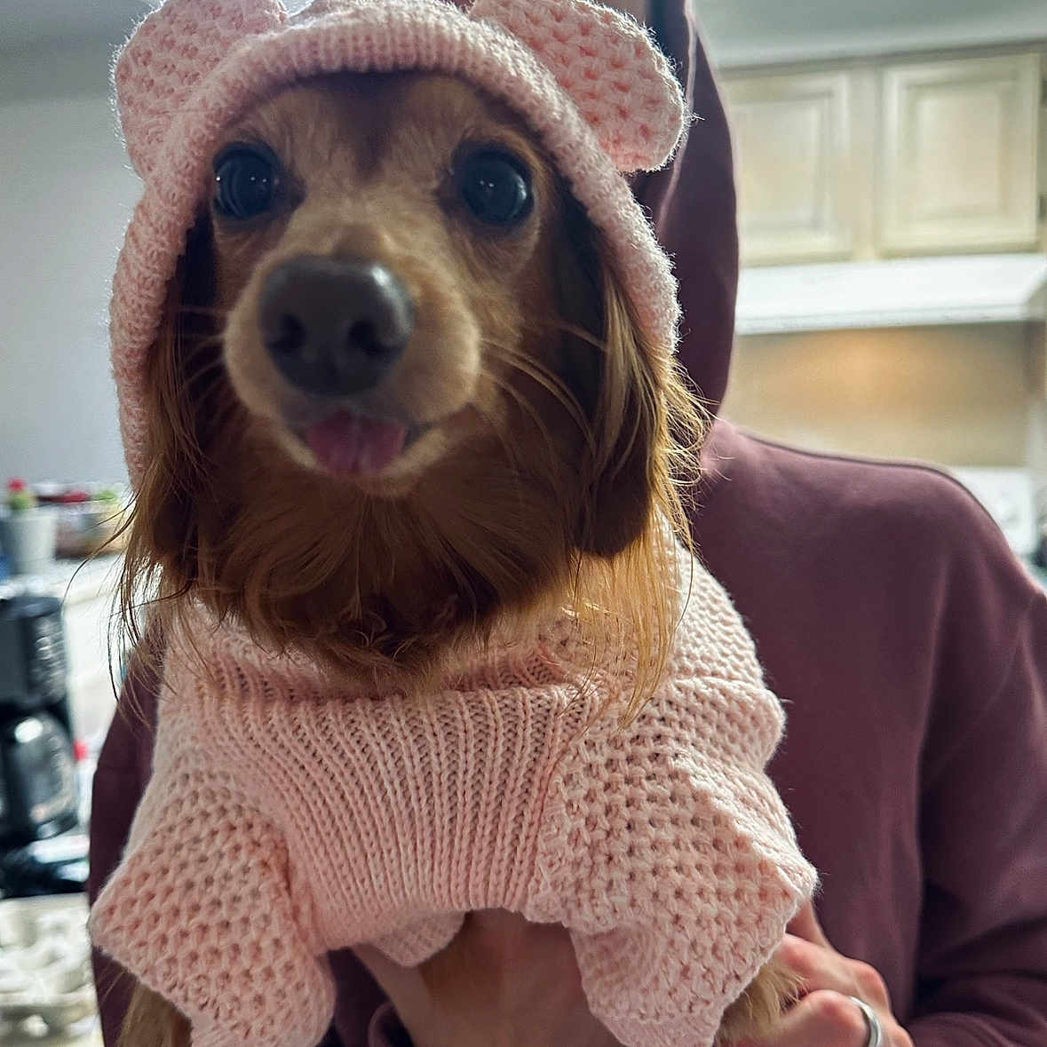 Dibby joined the competition — help win amazing prizes! accessories, animal, beanie, canine, cap, clothing, dog, face, happy, hat, head, hoodie, jewelry, knitwear, person, pet, puppy, ring, sweater, sweatshirt