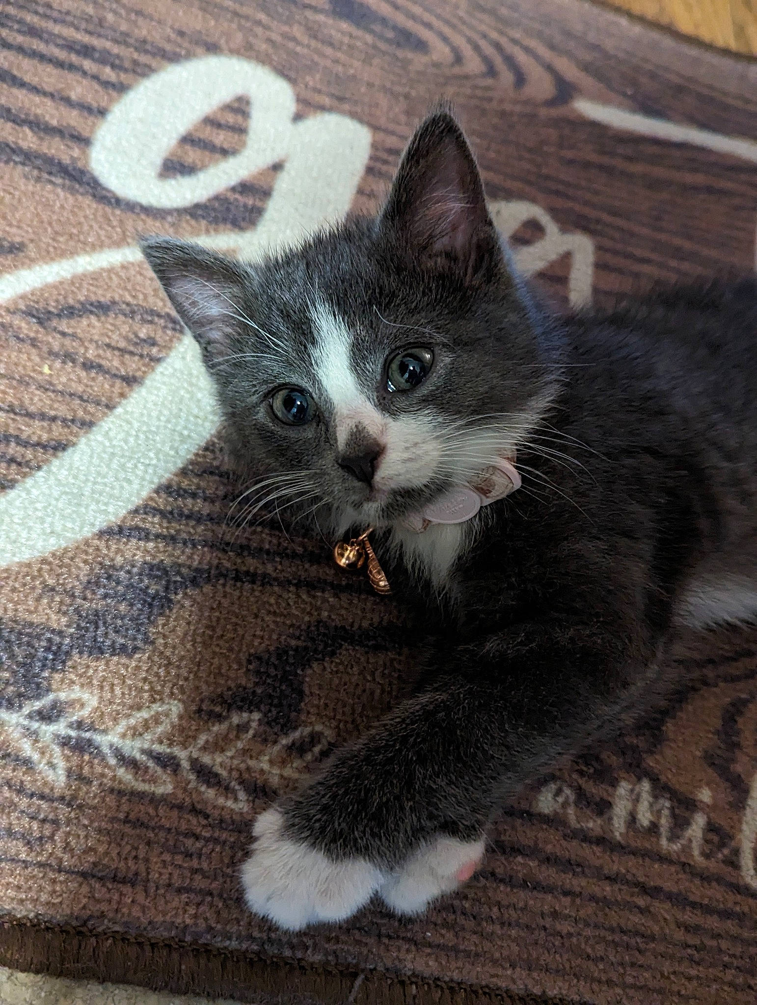 Bengal is registered to the contest to win money with this photo: automotive_tire, carnivore, cat, claw, domestic_short_haired_cat, eye, felidae, flooring, foot, fur, grey, leg, pattern, paw, road_surface, sitting, small_to_medium_sized_cats, snout, tail, whiskers