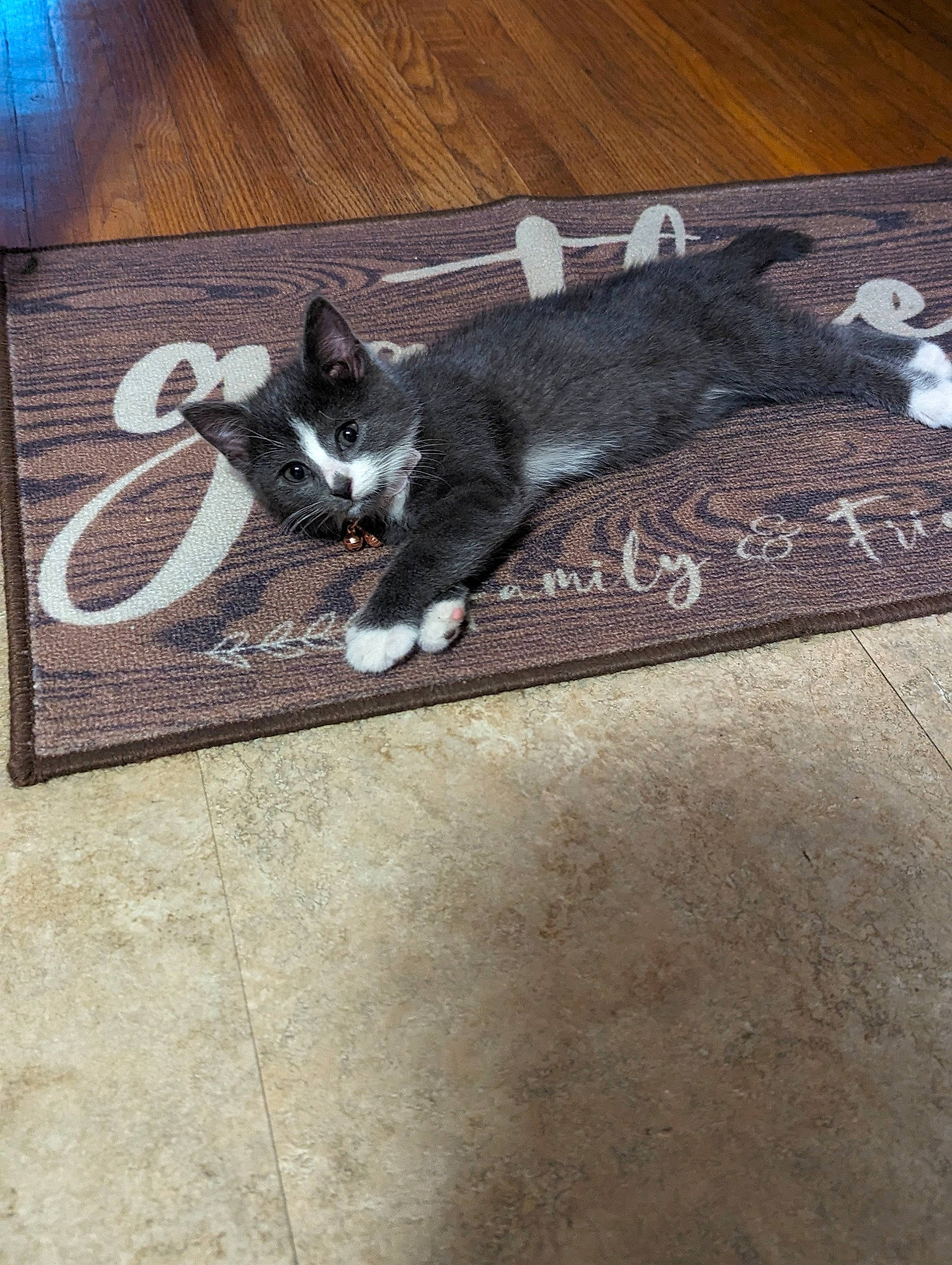 Bengal is registered to the contest to win money with this photo: black_cat, carnivore, cat, claw, dog_breed, domestic_short_haired_cat, felidae, floor, flooring, fur, grey, hardwood, metal, paw, rectangle, small_to_medium_sized_cats, tail, vertebrate, whiskers, wood