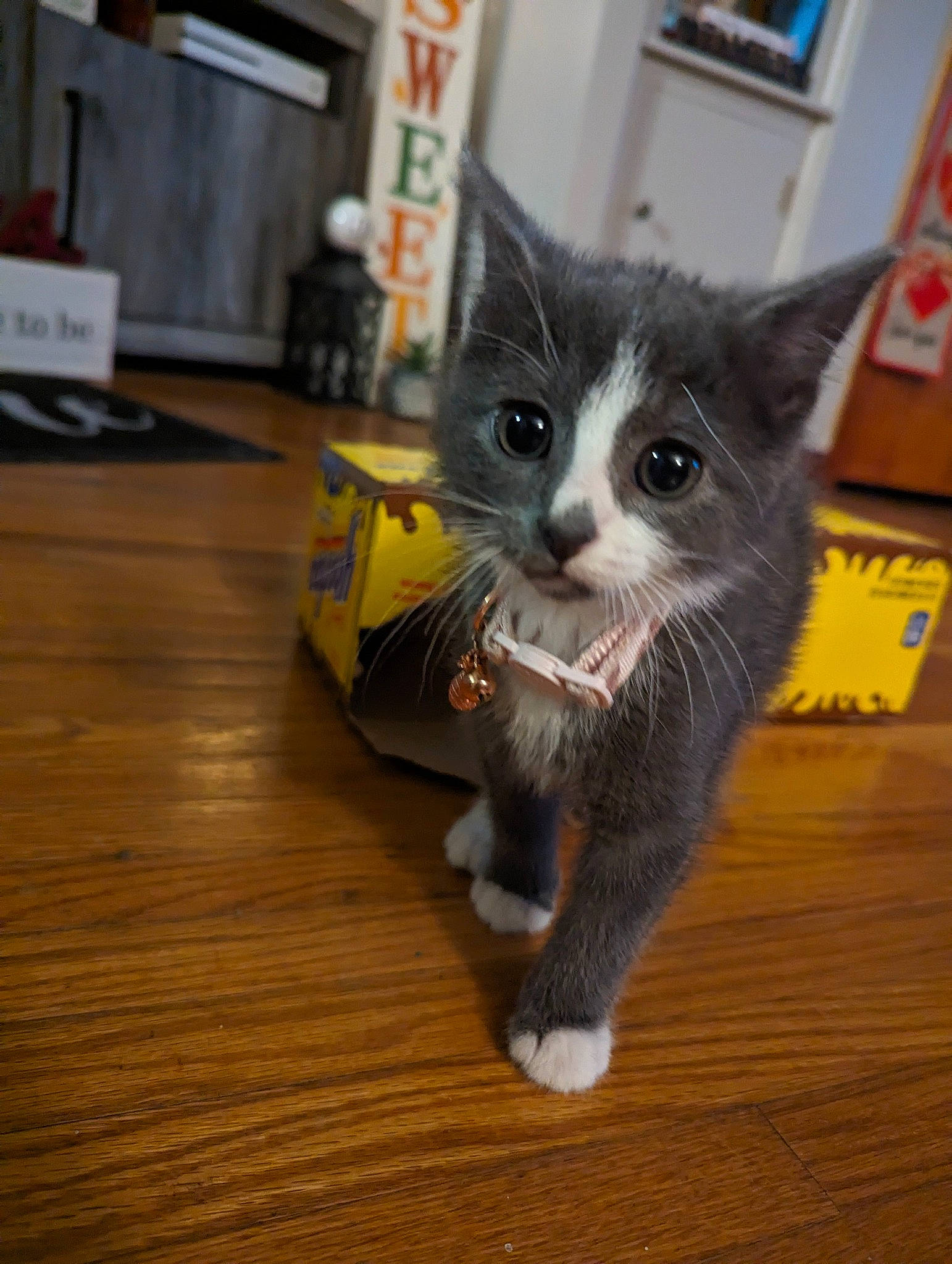 Bengal joined the competition — help win amazing prizes! box, carnivore, cat, cat_toy, domestic_short_haired_cat, felidae, floor, flooring, fur, grey, hardwood, paw, small_to_medium_sized_cats, snout, tail, varnish, whiskers, wood, wood_flooring, wood_stain