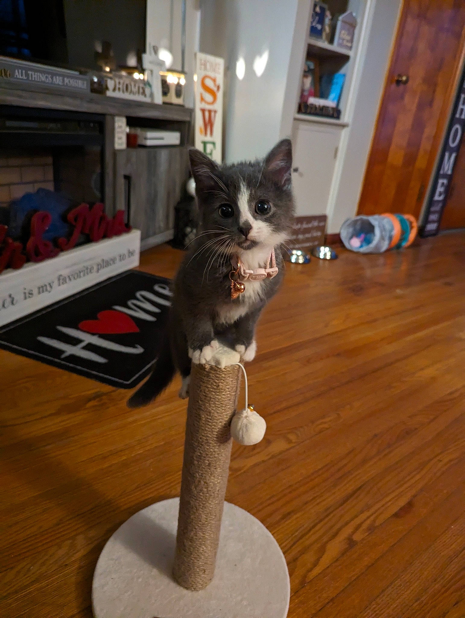 Bengal is registered to the contest to win money with this photo: art, bookcase, carnivore, cat, cat_supply, domestic_short_haired_cat, felidae, floor, flooring, fur, hardwood, laminate_flooring, publication, shelf, shelving, small_to_medium_sized_cats, tail, whiskers, wood, wood_flooring