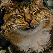 Suck-A-man is registered to the contest to win money with this photo: cat, tabby, fluffy, fur, whiskers, ears, eyes_closed, smiling, teeth, fangs, pet, animal, portrait, close_up, lying_down, blanket, floral, colorful, indoors, funny