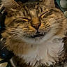 cat, tabby, fluffy, fur, whiskers, ears, eyes_closed, smiling, teeth, fangs, pet, animal, portrait, close_up, lying_down, blanket, floral, colorful, indoors, funny
