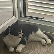 Valériane participe au concours pour gagner de l'argent avec cette photo : cat, black_and_white, feline, pet, indoor, floor, wooden_floor, window, shutters, resting, animal, domestic_cat, fur, whiskers, paws, relaxed, looking, corner, light, curious