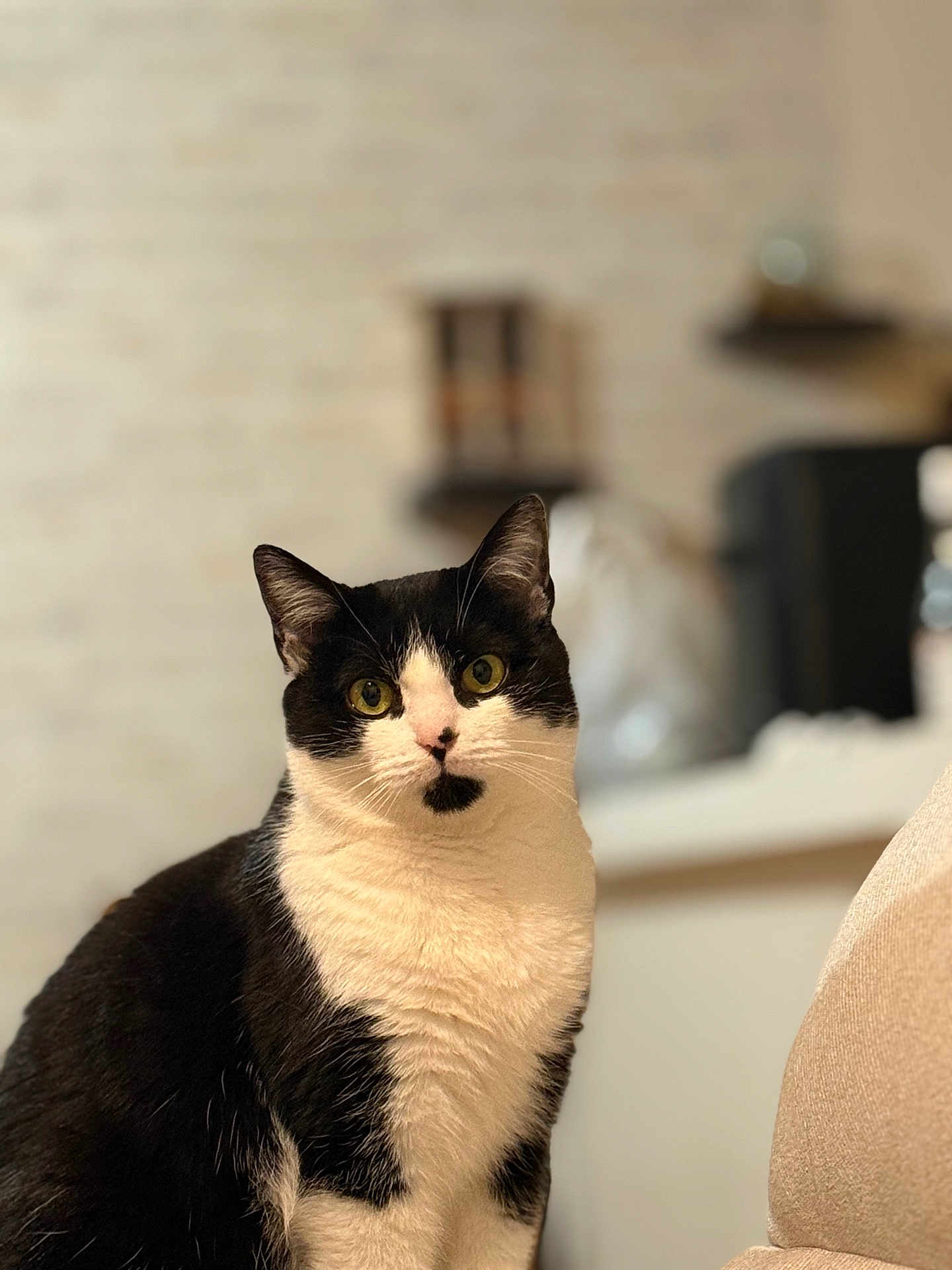 Valériane a rejoint le concours — aidez-le/la à gagner de superbes lots ! cat, black_and_white, indoor, pet, fur, whiskers, curious, animal, sitting, portrait, feline, closeup, domestic_cat, looking, eyes, cute, household, soft_light, background_blur, cozy