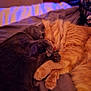 Ozzy joined the competition — help win amazing prizes! cat, cats, sleeping, cuddle, bed, furry, pets, indoor, cozy, resting, orange_cat, gray_cat, fur, cute, animal, domestic_animal, relaxation, companions, paw, closeup