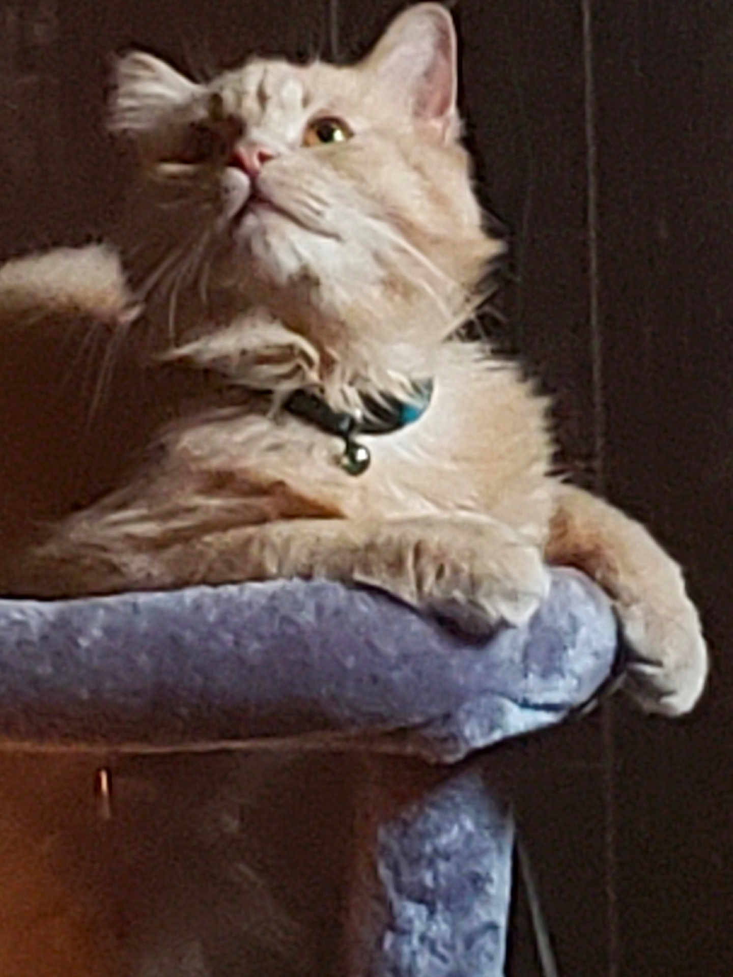 Ozzy
