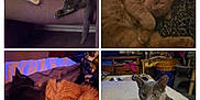 Ozzy joined the competition — help win amazing prizes! cat, orange_cat, gray_cat, sleeping, lying_down, bed, blanket, couch, home_interior, furniture, pet, cozy, resting, fur, closeup, indoor, animal, cute, relaxing, companion