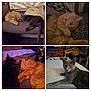 cat, orange_cat, gray_cat, sleeping, lying_down, bed, blanket, couch, home_interior, furniture, pet, cozy, resting, fur, closeup, indoor, animal, cute, relaxing, companion