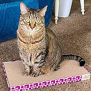 Loody May is registered to the contest to win money with this photo: cat, tabby, pet, indoor, carpet, furniture, scratching_pad, sitting, yellow_eyes, striped, animal, domestic_cat, whiskers, tail, ears, close_up, floor, blue_chair, relaxed, looking