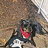 dog, sunglasses, bandana, toy_guitar, basketball, gravel, outdoor, sunny, shade, tent, pet, animal, accessory, playful, relaxing, summer, casual, brown, black, leaves