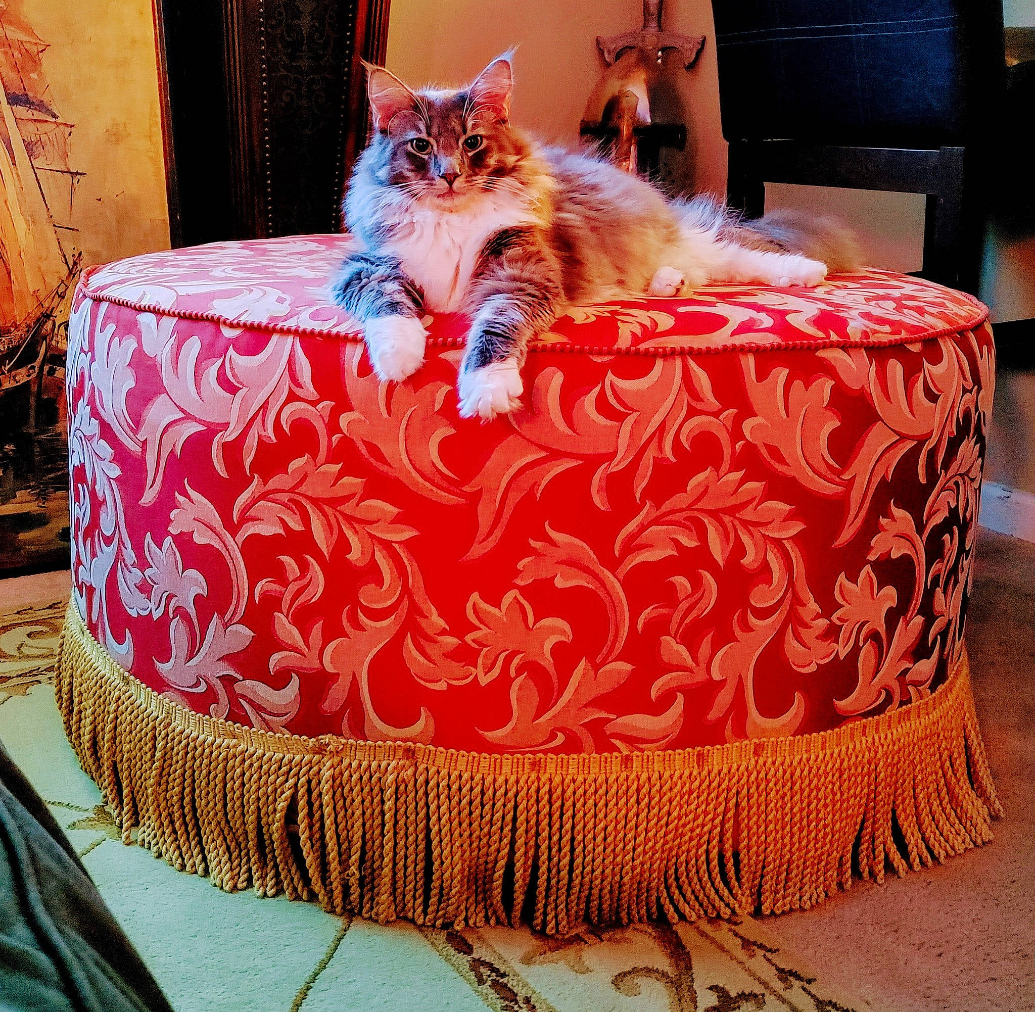 Edgar is registered to the contest to win money with this photo: bag, carnivore, cat, comfort, companion_dog, couch, fawn, felidae, furniture, interior_design, living_room, luggage_and_bags, orange, pillow, plant, small_to_medium_sized_cats, studio_couch, textile, vertebrate, whiskers