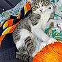 Moggy is registered to the contest to win money with this photo: animal, bed, black, blanket, cat, comfort, cute, eyes, feline, fur, indoor, knitted_throw, orange, paws, pet, resting, striped, tabby_cat, whiskers, white