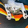 Moggy is registered to the contest to win money with this photo: animal, black, cat, colorful, cozy, curious, cute, feline, heart_shaped_pads, indoor, knitted, lying_down, orange, paws, pet, playful, striped_blanket, upside_down, white, yellow