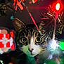 animal, cat, celebration, christmas_tree, close_up, colorful, curious, cute, decorations, festive, focus, greenery, holiday_lights, indoors, night, ornaments, pet, red_lights, whiskers, white_lights