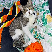 Moggy joined the competition — help win amazing prizes! animal, bed, blanket, cat, collar, cozy, curious, cute, domestic, fur, indoor, knitted, orange, paws, pet, playful, resting, tabby, whiskers, yarn