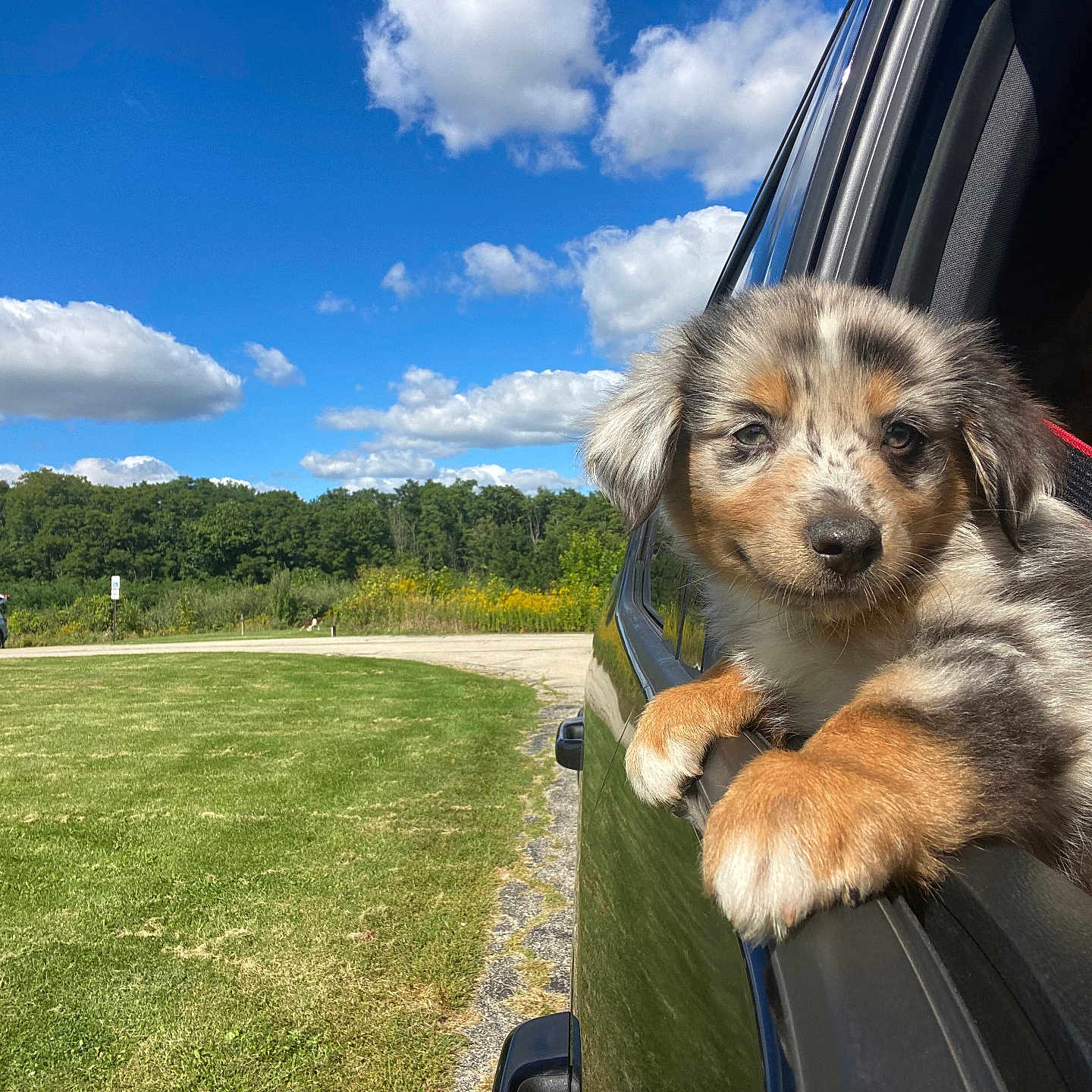 Winston is registered to the contest to win money with this photo: alloywheel, animal, canine, car, carwheel, clothing, dog, grass, hat, machine, outdoors, person, pet, plant, puppy, spoke, tire, transportation, vehicle, wheel