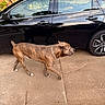 Cujo Johnson is registered to the contest to win money with this photo: black_car, brindle, canine, car, chain, collar, daytime, dog, leash_free, outdoor, parked_car, pavement, pet, quiet, reflection, shadow, sidewalk, tree, vehicle, walking