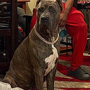 Cujo Johnson is registered to the contest to win money with this photo: dog, brindle, chain_collar, indoor, living_room, person, red_pants, slippers, rug, furniture, chair, wood_floor, casual_clothing, seated, pet, companion, domestic, brown, white_chest, relaxed