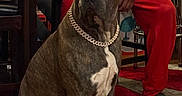 Cujo Johnson is registered to the contest to win money with this photo: brindle, brown, casual_clothing, chain_collar, chair, companion, dog, domestic, furniture, indoor, living_room, person, pet, red_pants, relaxed, rug, seated, slippers, white_chest, wood_floor