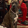 dog, brindle, chain_collar, indoor, living_room, person, red_pants, slippers, rug, furniture, chair, wood_floor, casual_clothing, seated, pet, companion, domestic, brown, white_chest, relaxed