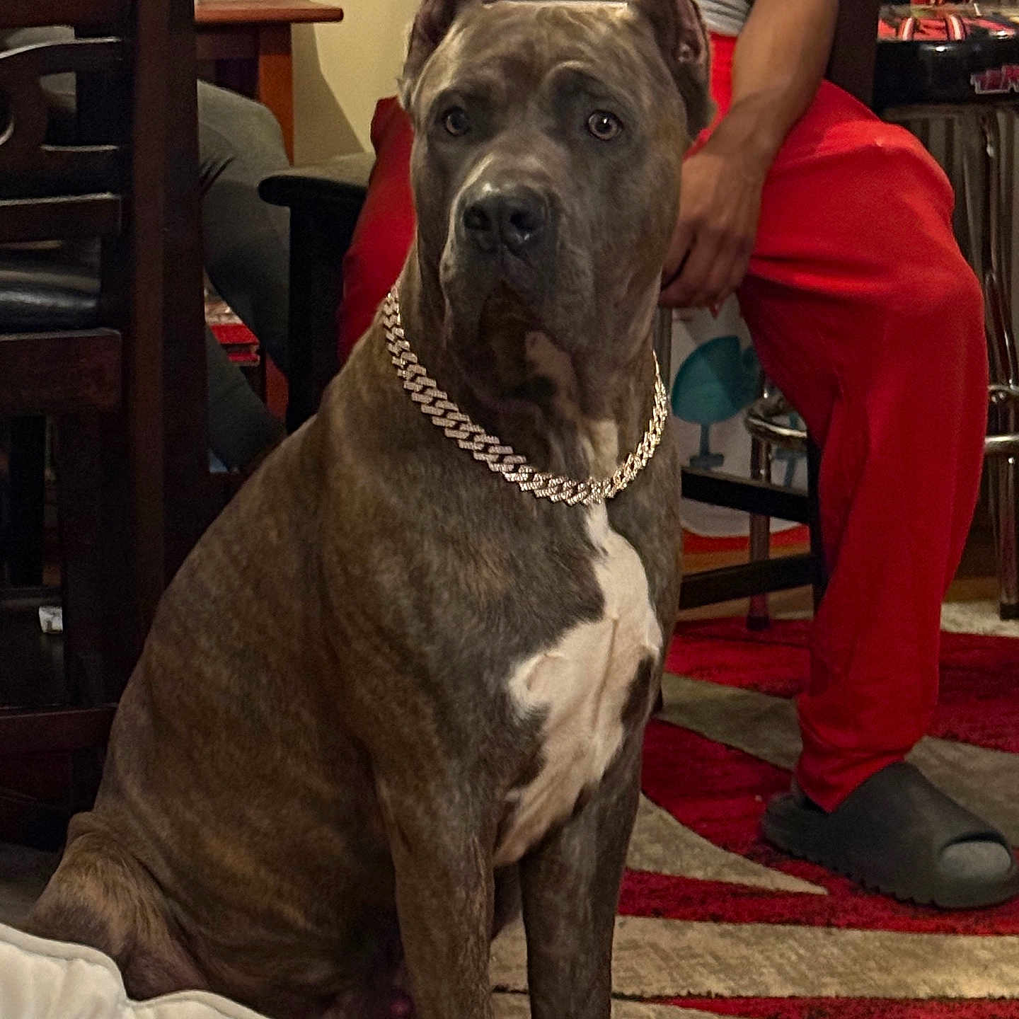 Cujo Johnson is registered to the contest to win money with this photo: dog, brindle, chain_collar, indoor, living_room, person, red_pants, slippers, rug, furniture, chair, wood_floor, casual_clothing, seated, pet, companion, domestic, brown, white_chest, relaxed