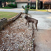 Cujo Johnson joined the competition — help win amazing prizes! backyard, bush, canine, collar, curious, daylight, dog, driveway, gravel, greenery, house, outdoor, pet, plant, residential, sidewalk, street, suburban, tree, yard
