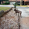 backyard, bush, canine, collar, curious, daylight, dog, driveway, gravel, greenery, house, outdoor, pet, plant, residential, sidewalk, street, suburban, tree, yard