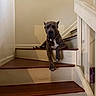 Cujo Johnson is registered to the contest to win money with this photo: animal, brown, calm, canine, chain_collar, dog, domestic, home, house, indoor, paw, pet, quiet, quiet_moment, relaxed, resting, shadow, stairs, white_wall, wood