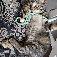 Fripouille a rejoint le concours — aidez-le/la à gagner de superbes lots ! bite, cat, close_up, curious, cute, ears, feline, indoor, kitten, lying_down, patterned_fabric, paw, pet, playful, string, tabby, toy, whiskers, wooden_bead, young_animal