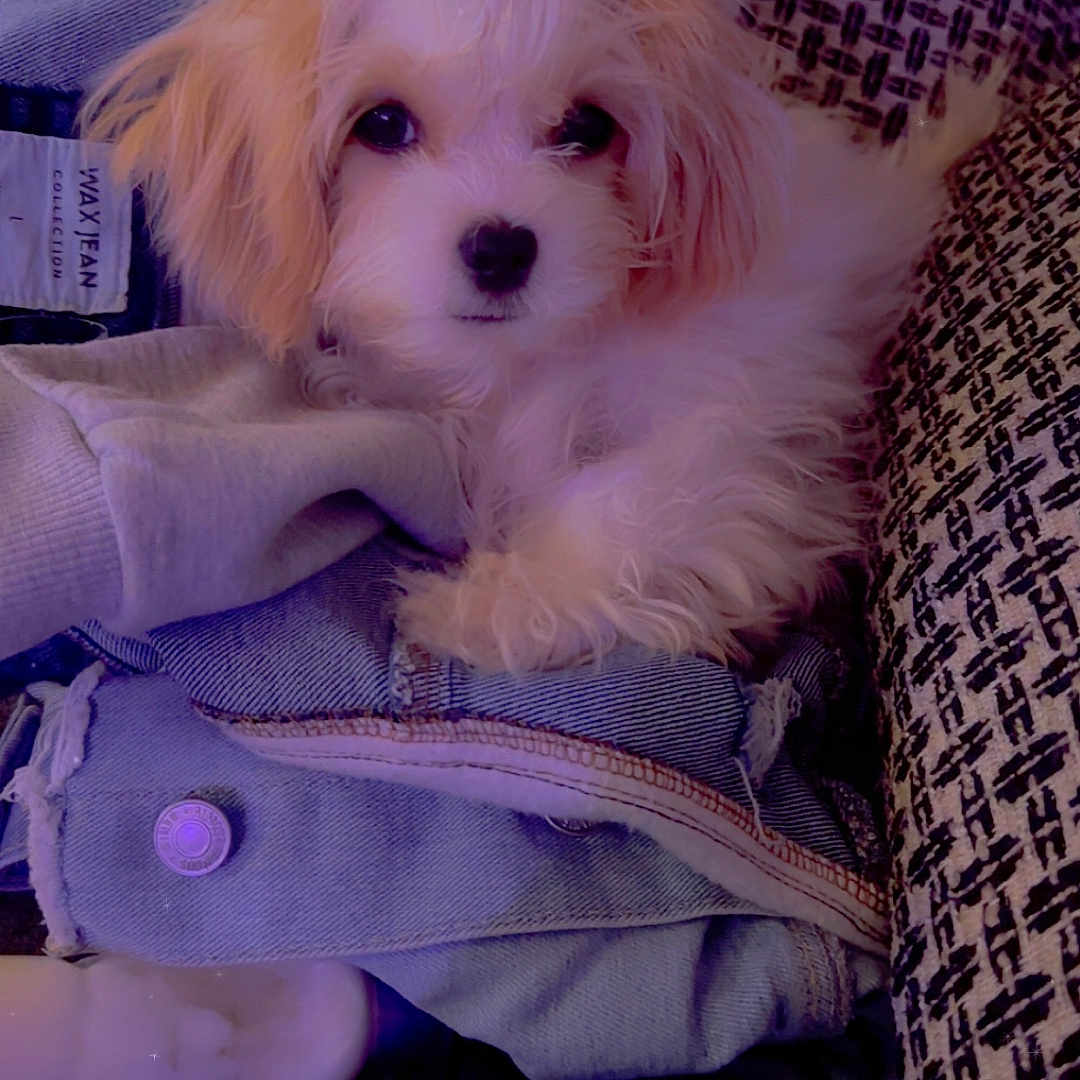 Casino is registered to the contest to win money with this photo: blanket, button, close_up, cozy, cute, denim, dog, eyes, fabric, indoor, jean_jacket, looking_at_camera, patterned_cushion, paw, pet, portrait, puppy, small_dog, soft_lighting, white_fur