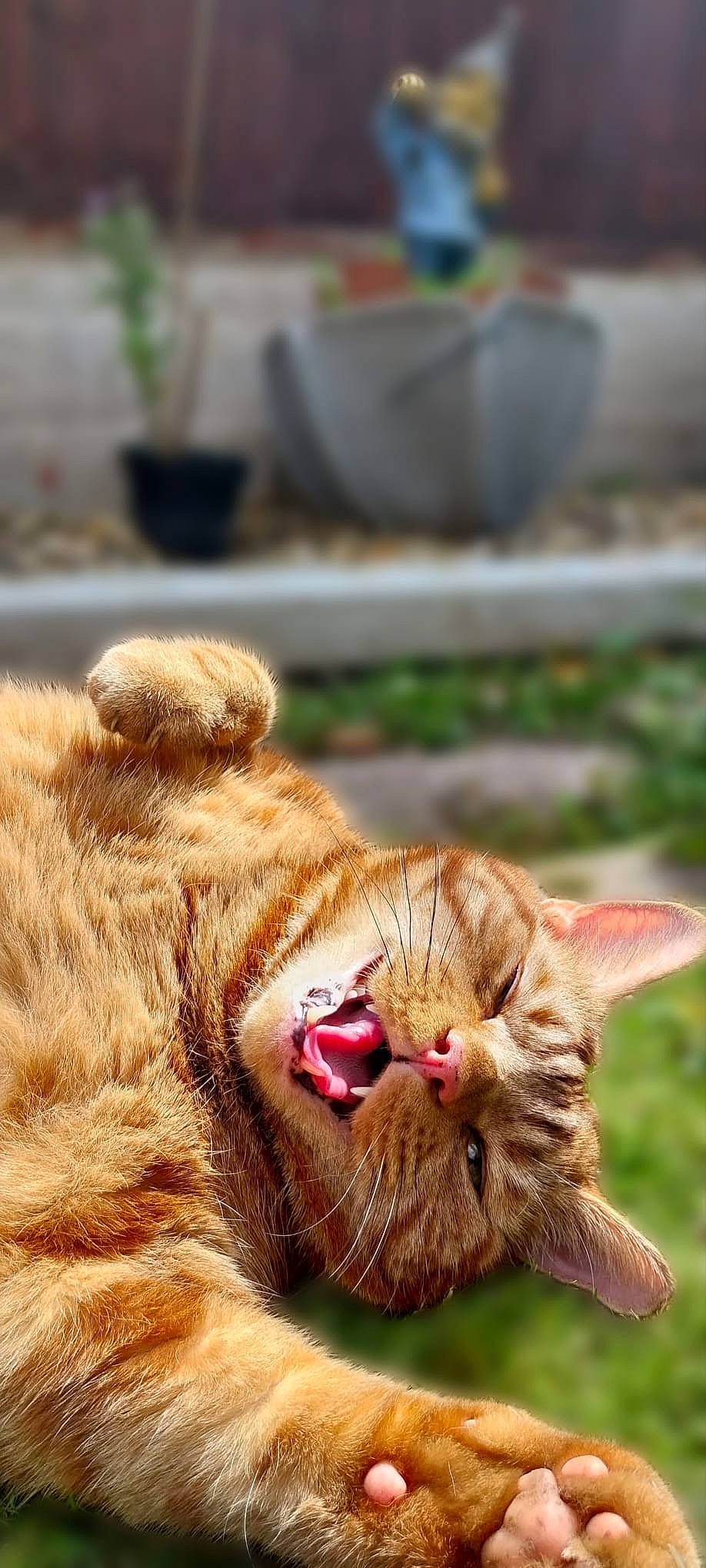 Darcy joined the competition — help win amazing prizes! carnivore, cat, close_up, collar, companion_dog, dog_breed, eye, fawn, felidae, flowerpot, grass, houseplant, liver, plant, small_to_medium_sized_cats, snout, sporting_group, tail, terrestrial_animal, whiskers