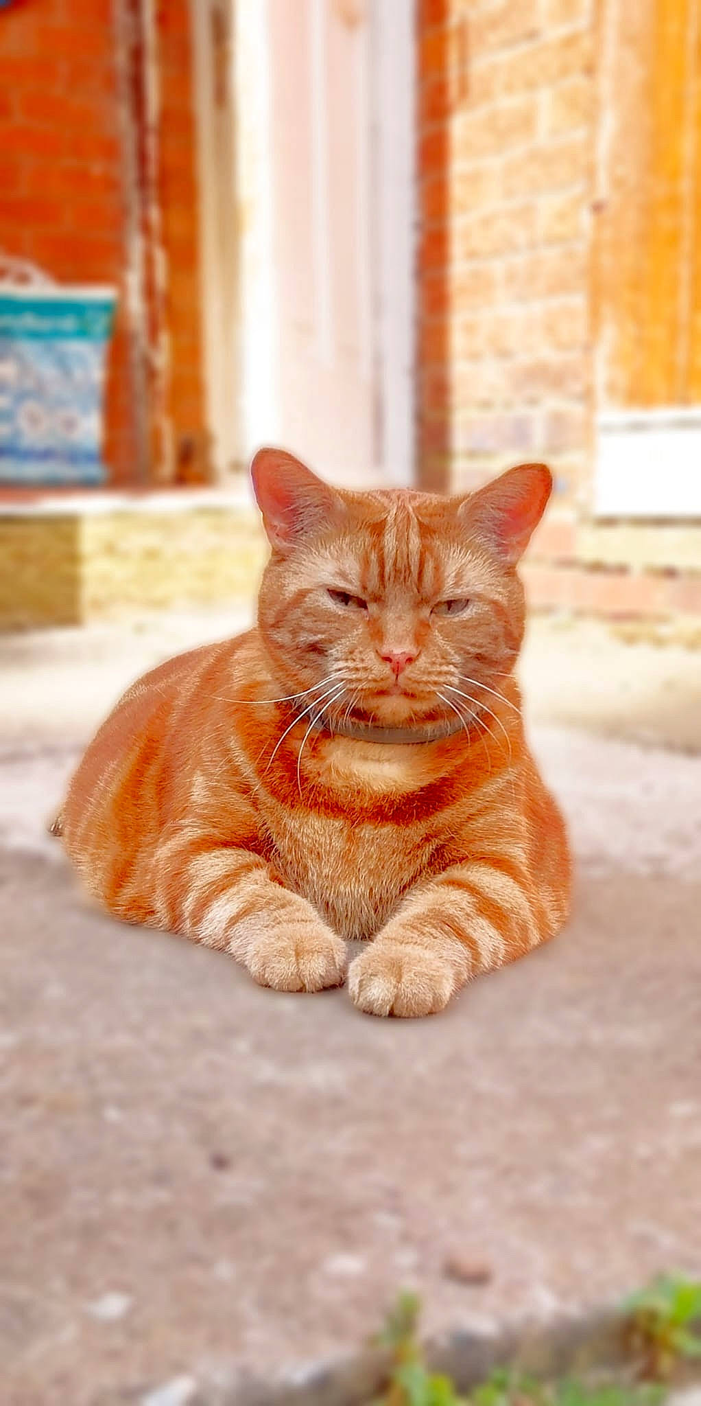 Darcy joined the competition — help win amazing prizes! brick, carnivore, cat, claw, domestic_short_haired_cat, eye, fawn, felidae, flooring, foot, fur, orange, paw, sitting, small_to_medium_sized_cats, snout, whiskers, window, wood, wrinkle