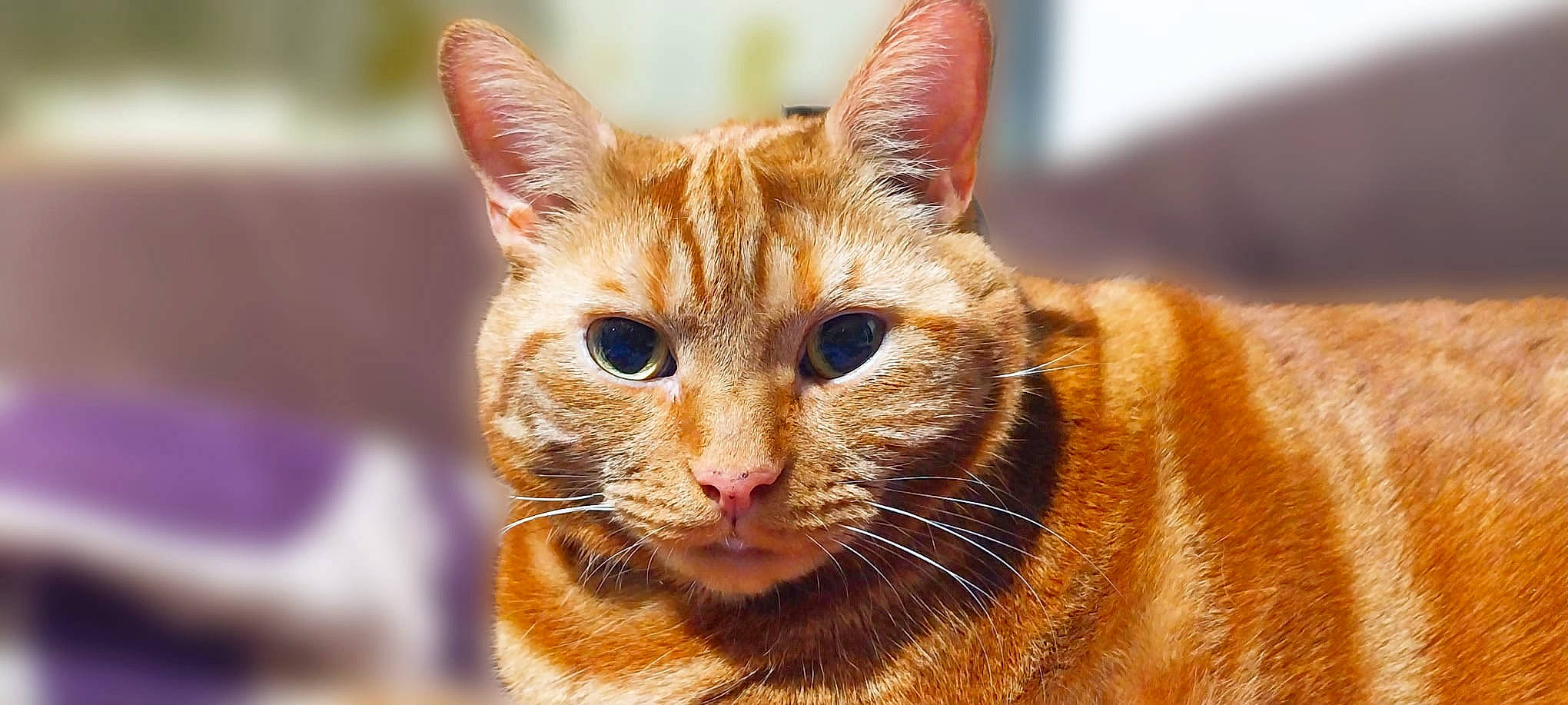 Darcy joined the competition — help win amazing prizes! carnivore, cat, claw, collar, domestic_short_haired_cat, eye, fawn, felidae, fur, iris, small_to_medium_sized_cats, snout, terrestrial_animal, tree, whiskers, wildlife, window